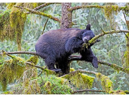 Black Bear Sleeping - 3D Lenticular Postcard Greeting Card For Discount