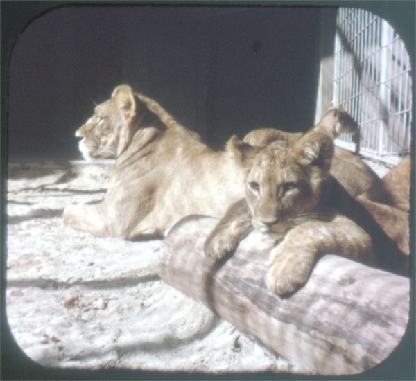 de Antwerpse Zoo d Anvers - View-Master 3 Reel Packet - vintage - C372N-F-BG1 For Sale