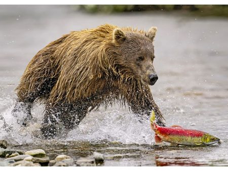 Grizzly Bear Chasing Salmon - 3D Lenticular Postcard Greeting Card Supply