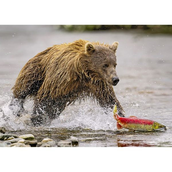 Grizzly Bear Chasing Salmon - 3D Lenticular Postcard Greeting Card Supply